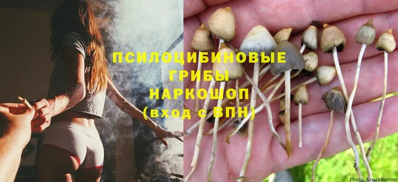 Псилоцибиновые грибы Psilocybine cubensis  Павловский Посад 